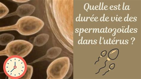 combien de temps survit un spermatozoïde|Spermatozoïdes : taille, durée de vie, nombre